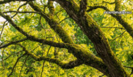 Erdőfürdő: A Shinrin-yoku így javítja a közérzetet (2.rész)