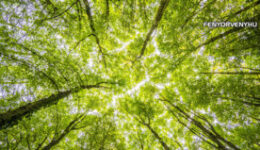 Erdőfürdő: A Shinrin-yoku így javítja a közérzetet