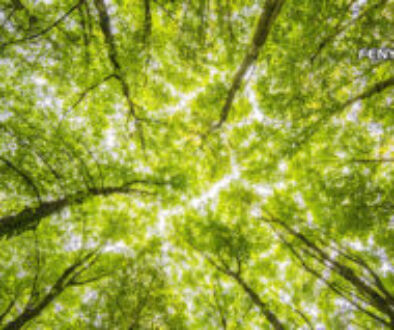 Erdőfürdő: A Shinrin-yoku így javítja a közérzetet